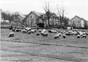 Schafherde 1956